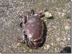 20120727 Camera Wk23 Millport IMG_8199