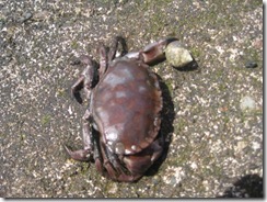 20120727 Camera Wk23 Millport IMG_8199