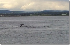 20120730 PC Wk24 Cromarty Dolphins 20120730_193254