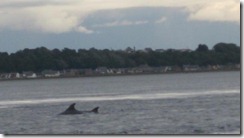 20120731 Camera Wk24 Cromarty Dolphins IMG_8250