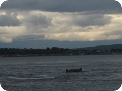 20120731 Camera Wk24 Cromarty Dolphins IMG_8242