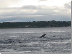 20120731 Camera Wk24 Cromarty Dolphins IMG_8254