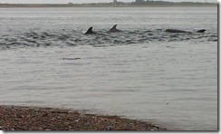 20120802 PC Wk24 Cromarty Dolphins 20120802_084140