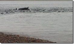 20120802 PC Wk24 Cromarty Dolphins 20120802_084147