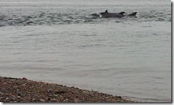 20120802 PC Wk24 Cromarty Dolphins 20120802_084248