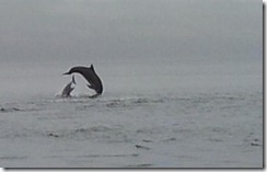 20120802 PC Wk24 Cromarty Dolphins 20120802_085127