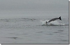 20120802 PC Wk24 Cromarty Dolphins 20120802_085250