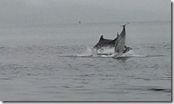 20120802 PC Wk24 Cromarty Dolphins 20120802_085306