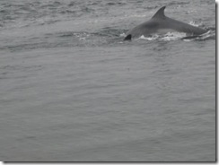 20120802 Camera Wk24 Cromarty Dolphins IMG_8445