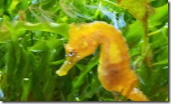 2012_0326_aquarium_04