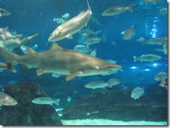 aquarium_0006