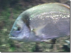 wk 6 silver fish IMG_5061